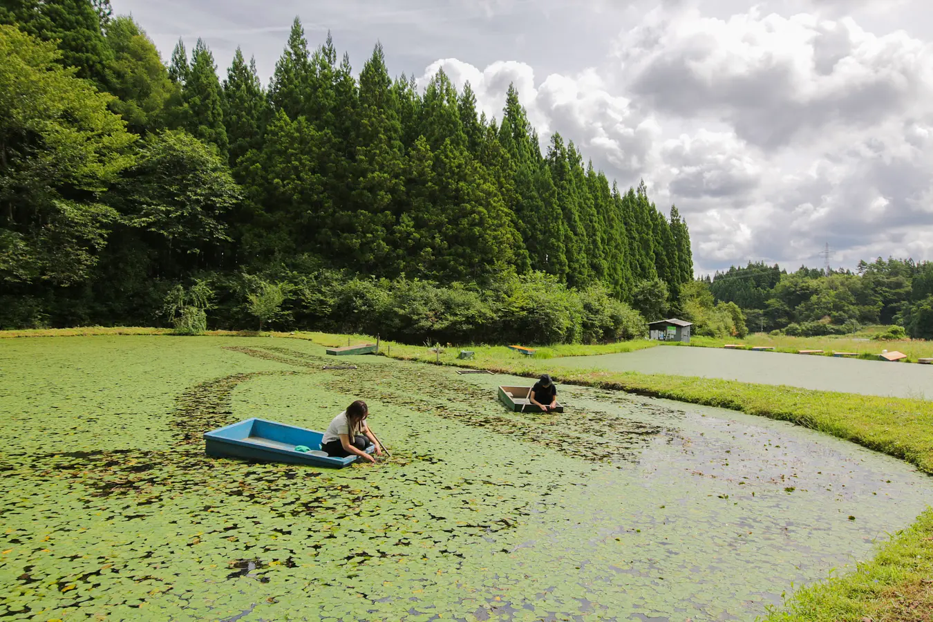 06じゅんさい採り