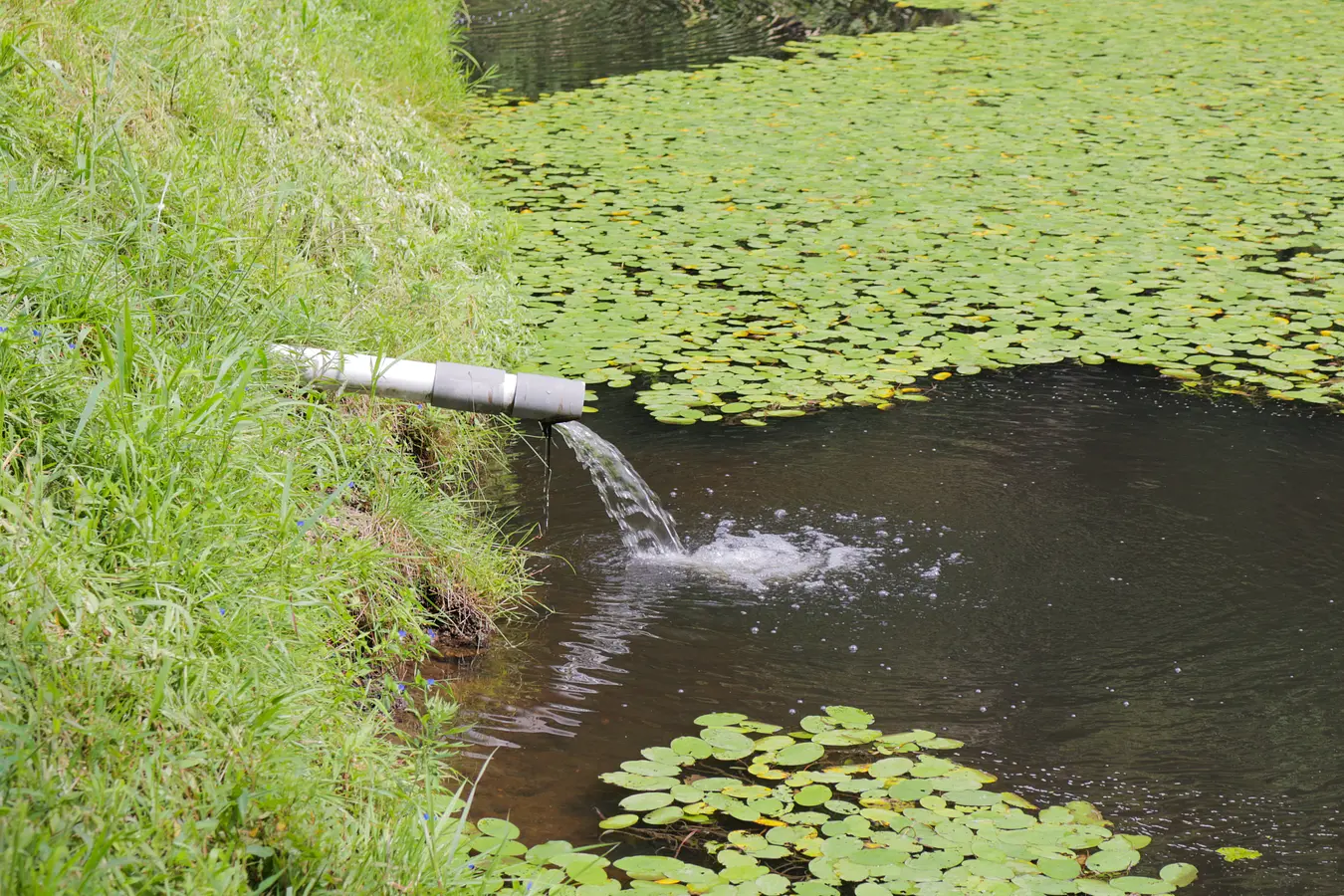 08じゅんさい採り