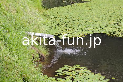 08じゅんさい採り