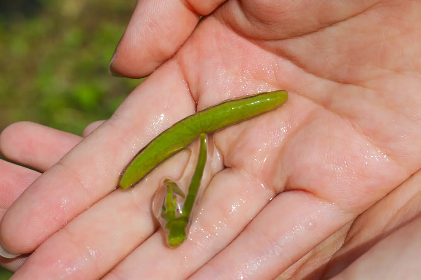10じゅんさい採り