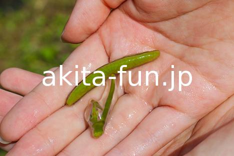 10じゅんさい採り