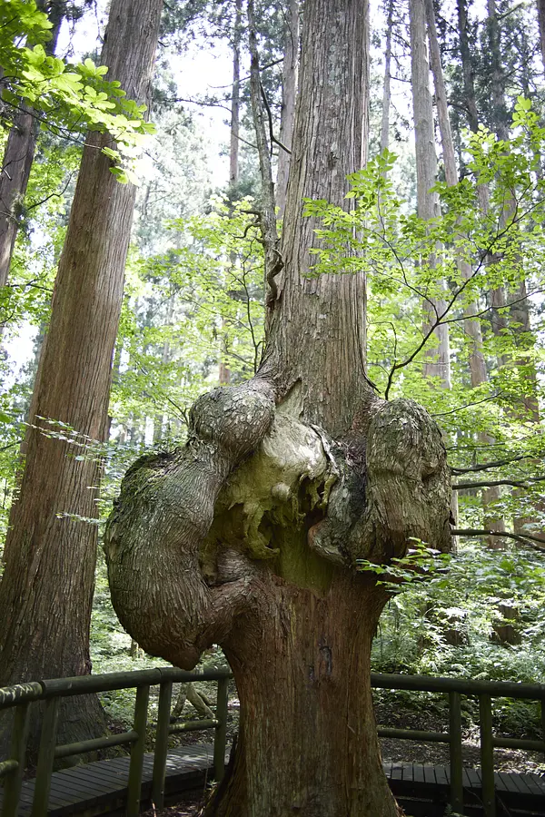 02森の巨人「コブ杉」