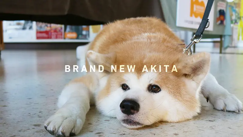 【前編】秋田犬のふるさと大館市へ、癒しのもふもふに会いに行こう！