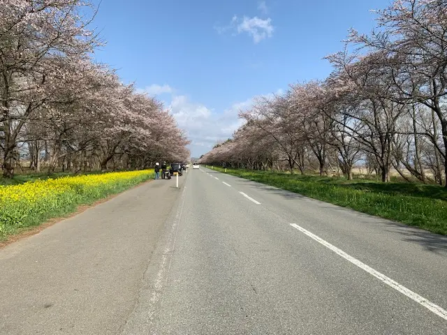 大潟村創立60周年記念事業　桜と菜の花まつり