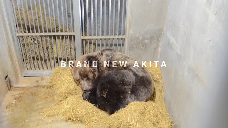 冬の秋田旅　冬も楽しめるホットなスポットをご紹介！～動物園、水族館、美術館～