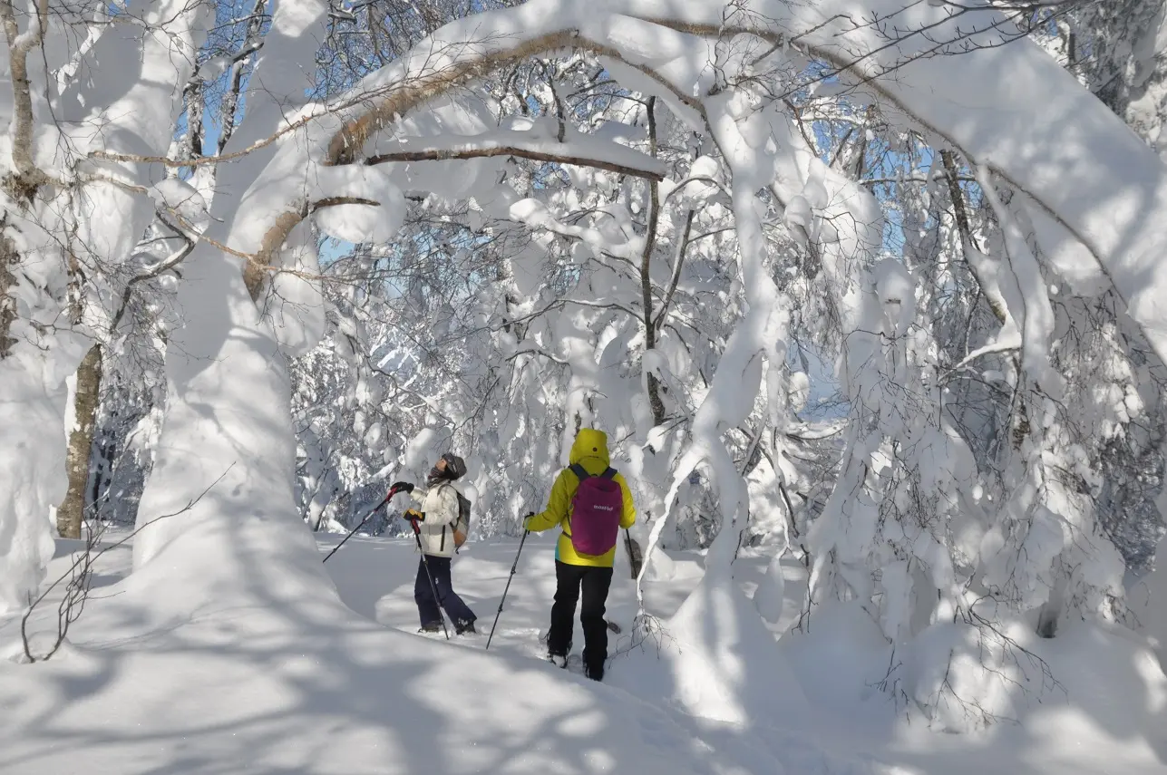 歩くスキー”で冬の森を楽しもう！「スキーハイク」体験 in鹿角市八幡平