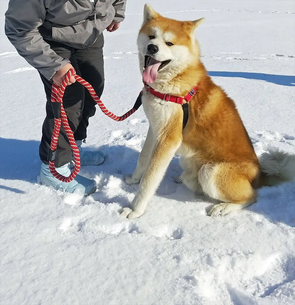 “秋田犬と散歩”する健康ウォーキング