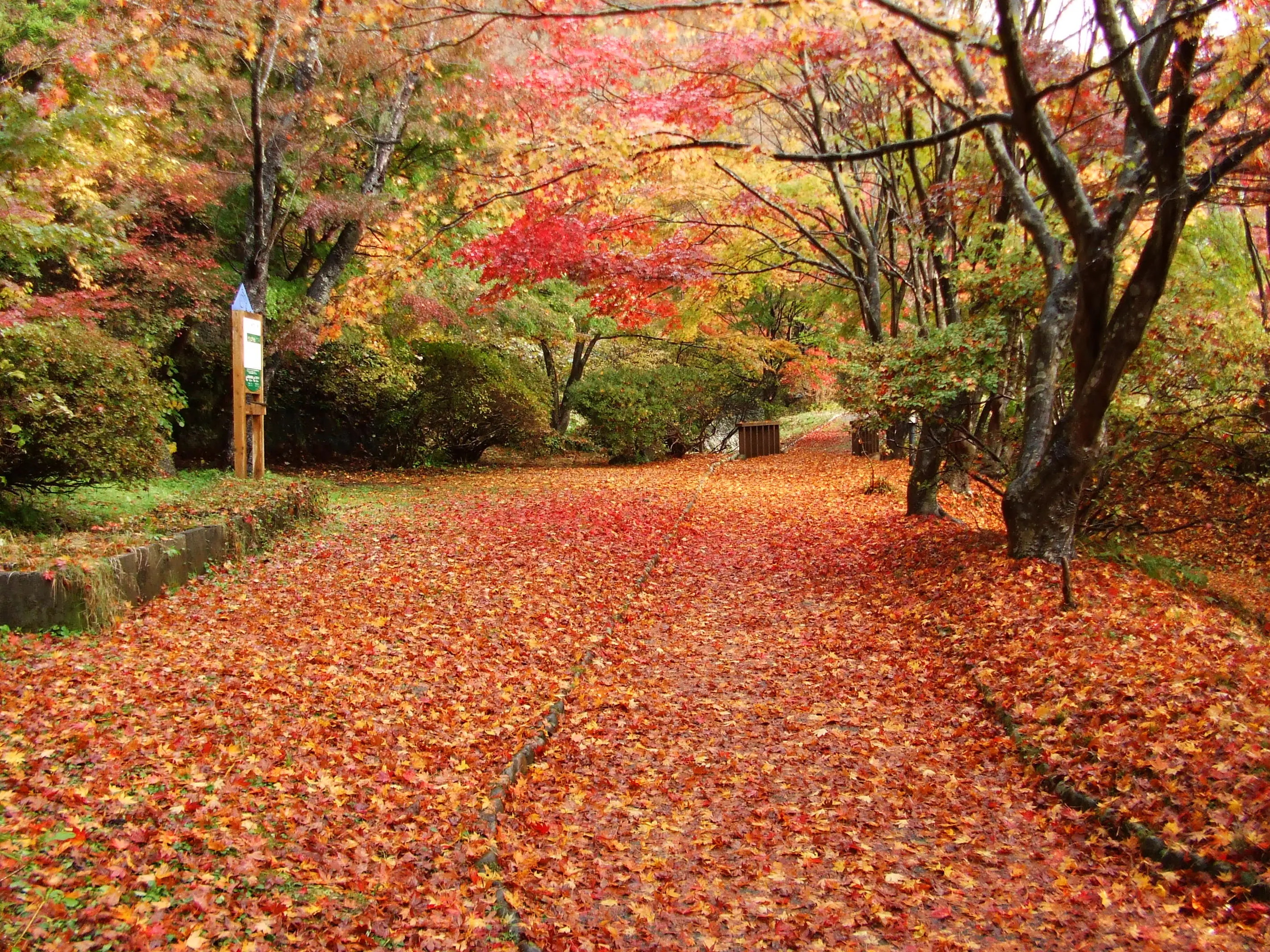 きみまち阪公園の紅葉
