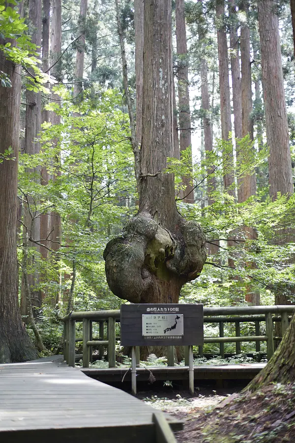 01森の巨人「コブ杉」