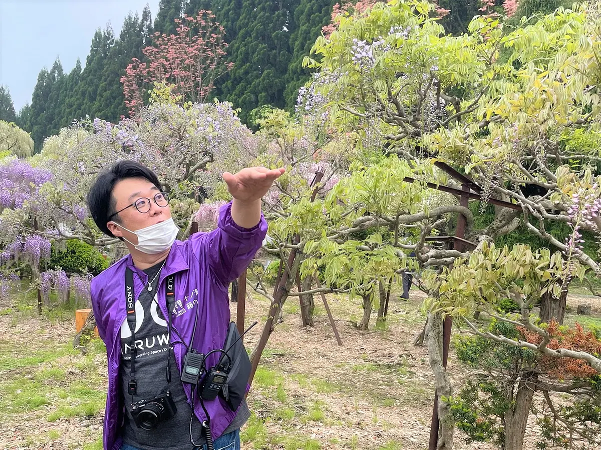 春にしか見られない絶景！写真映え間違いなし！秋田の新しい藤の名所「十ノ瀬　藤の郷」 | ブランニューアキタ | アキタファン