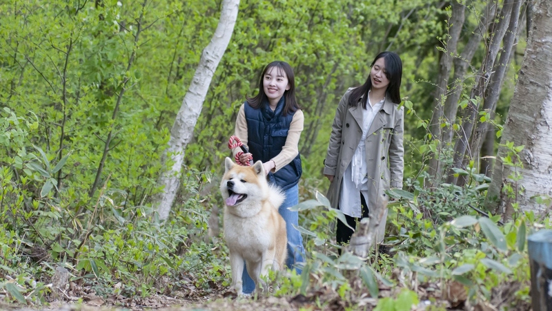 “秋田犬と散歩”する健康ウォーキング