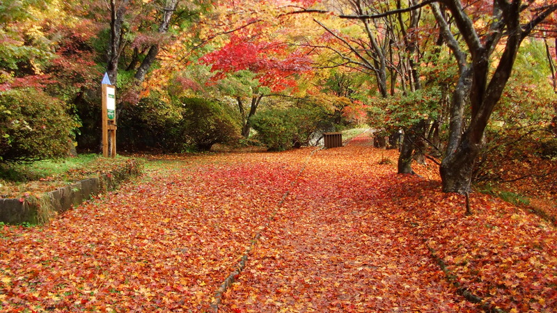 きみまち阪公園の紅葉