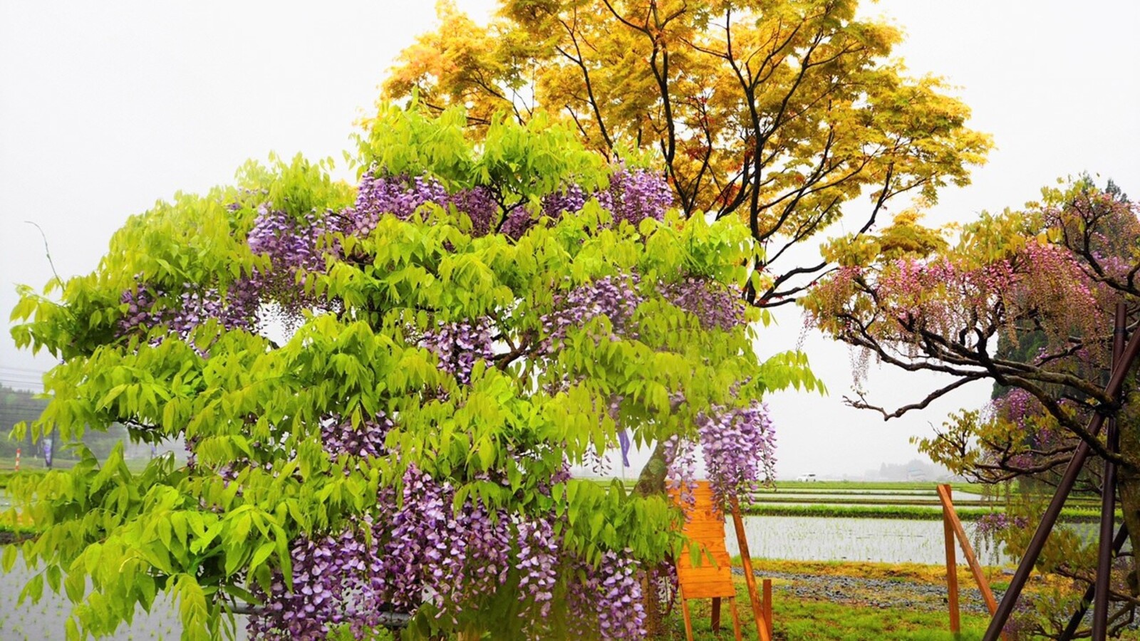 春にしか見られない絶景！写真映え間違いなし！秋田の新しい藤の名所「十ノ瀬　藤の郷」 | ブランニューアキタ | アキタファン